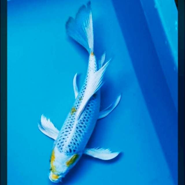 Kumpay hariwake 33cm male