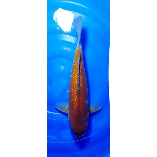 Ochiba Ginrin Staight Patern Original 42cm (F)