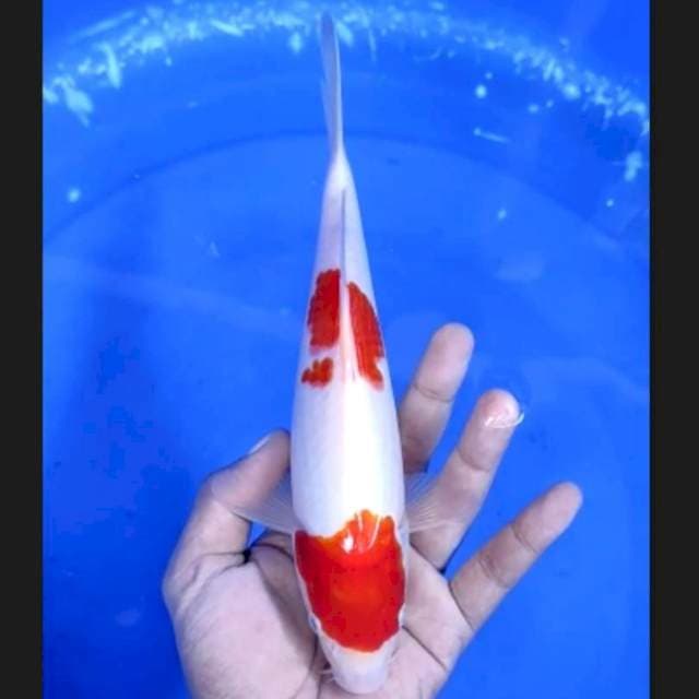 1. Kohaku Original || 25 cm