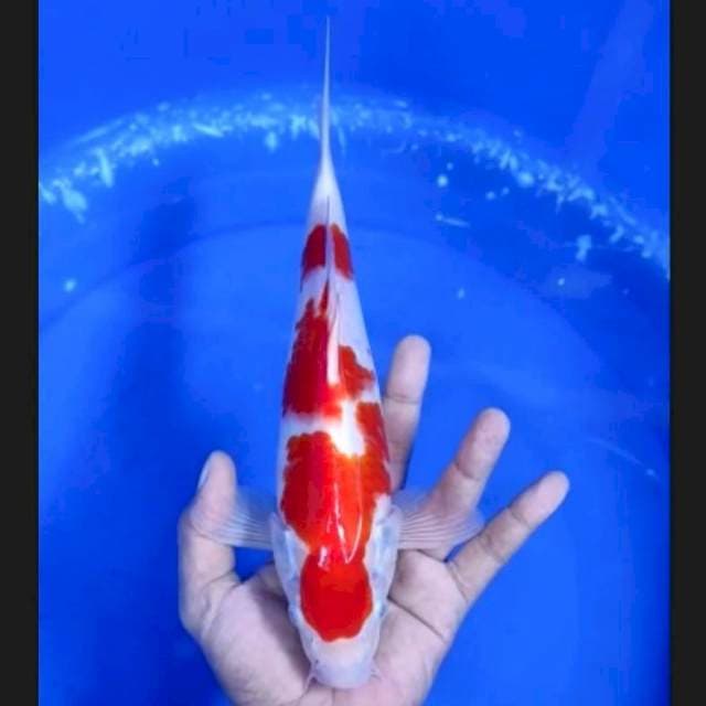 4. Kohaku Quality 29 cm || Jantan