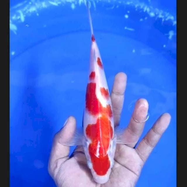 5. Kohaku Good Looking 23 cm || Jantan