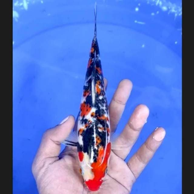 6. Showa Abstrak || 21 cm