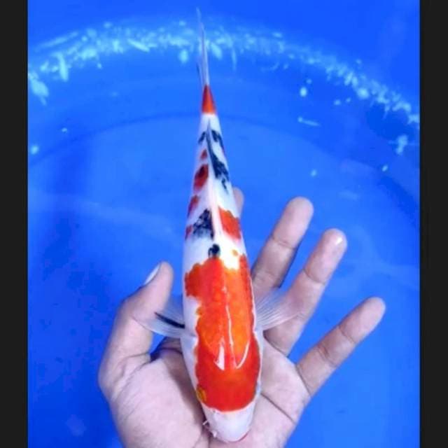 8. Sanke || 25 cm 