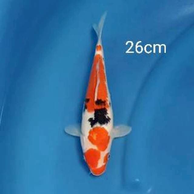 Sanke 26cm