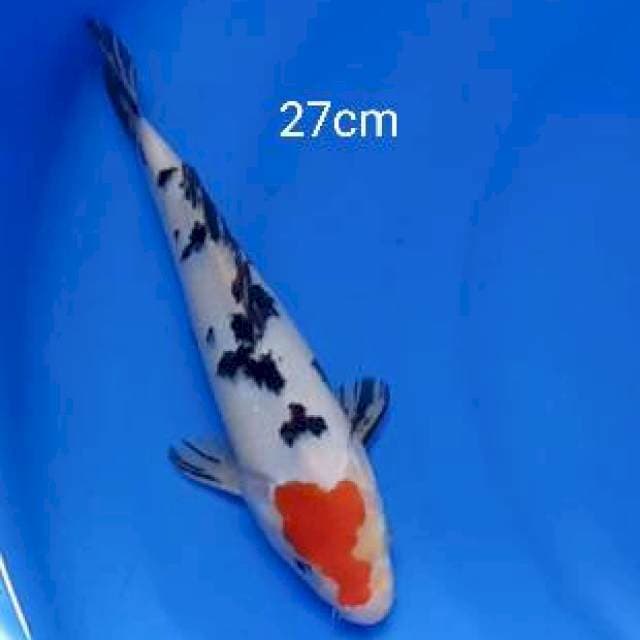 Tancho sanke 27cm