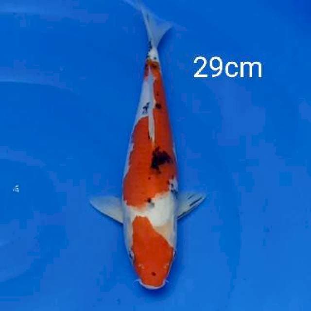 Maruthen sanke 29cm