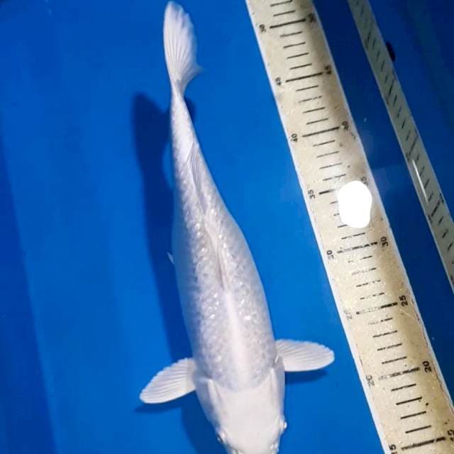 PLATINUM GINDRIN 33 CM