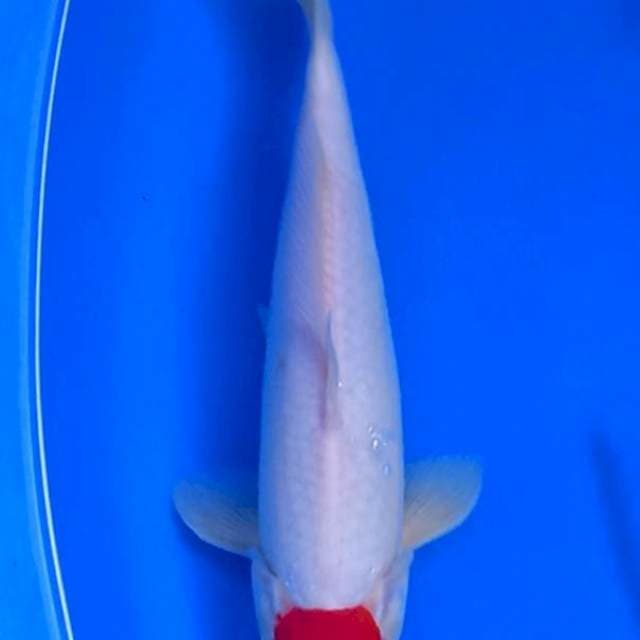 ORIGINAL TANCO KOHAKU 26.CM