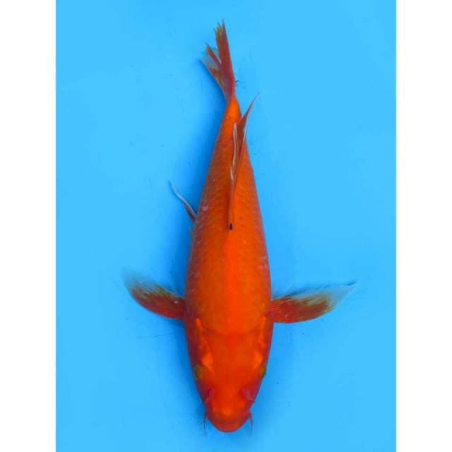 Kumpay - 37cm