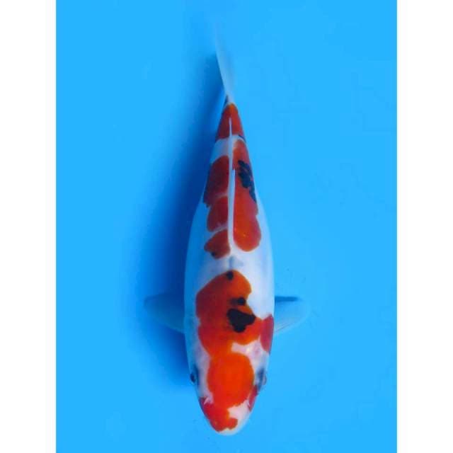 Sanke Doitsu - 16cm