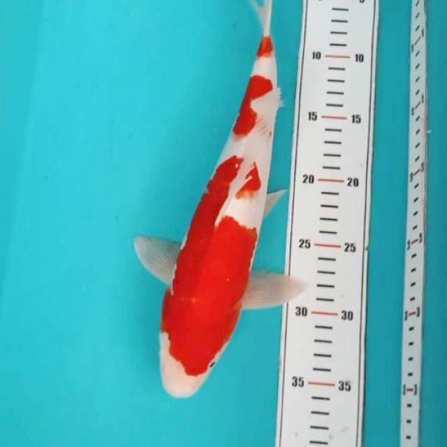 Kohaku Strong