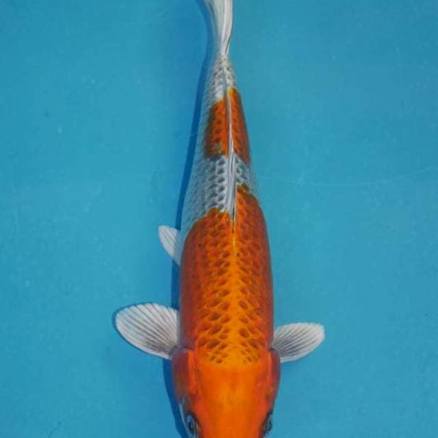 Kujaku ring bagus