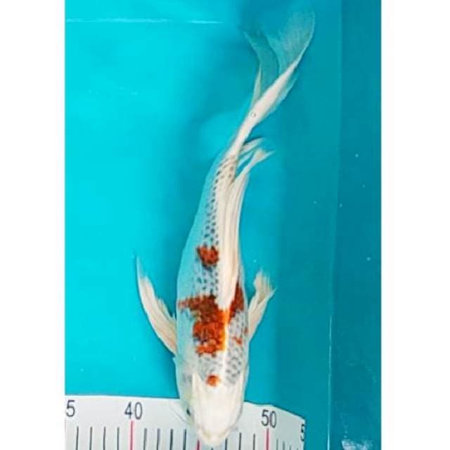 Kumpay Kujaku 33cm