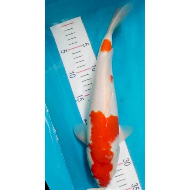 Kohaku Punuk 34cm