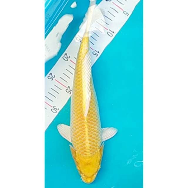 Ogon 38cm