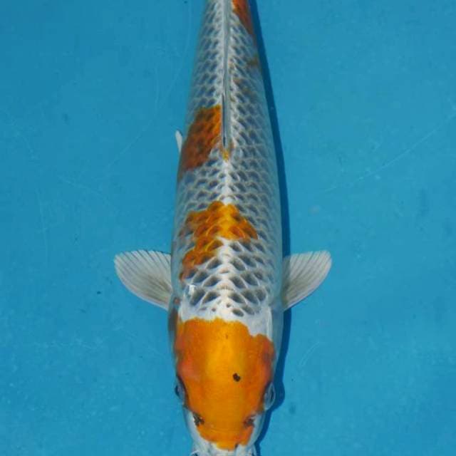 Kujaku 35bu