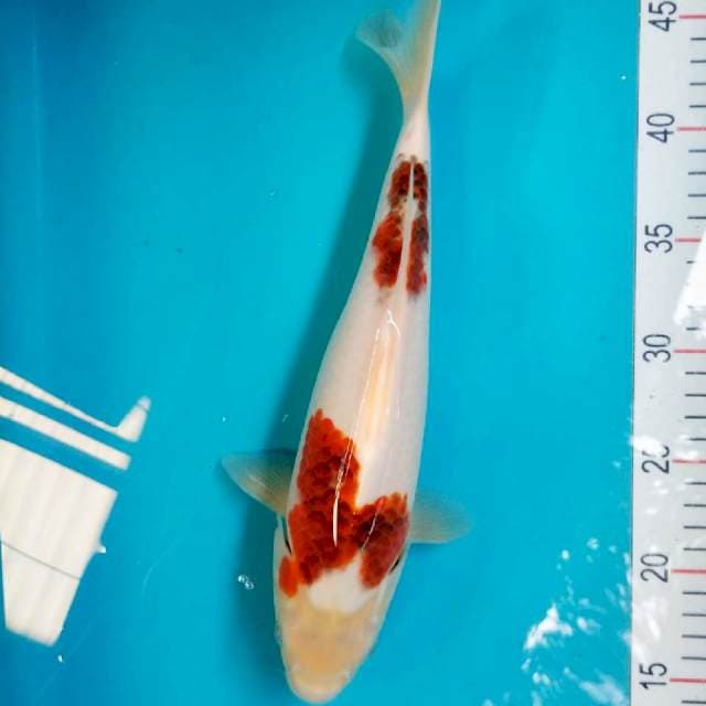 Goromo 33cm