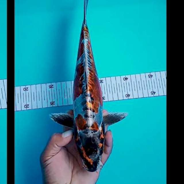 Kikuryu 32 cm