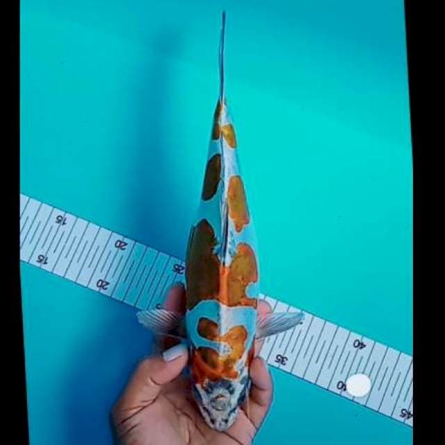Kikuryu asik 28 cm