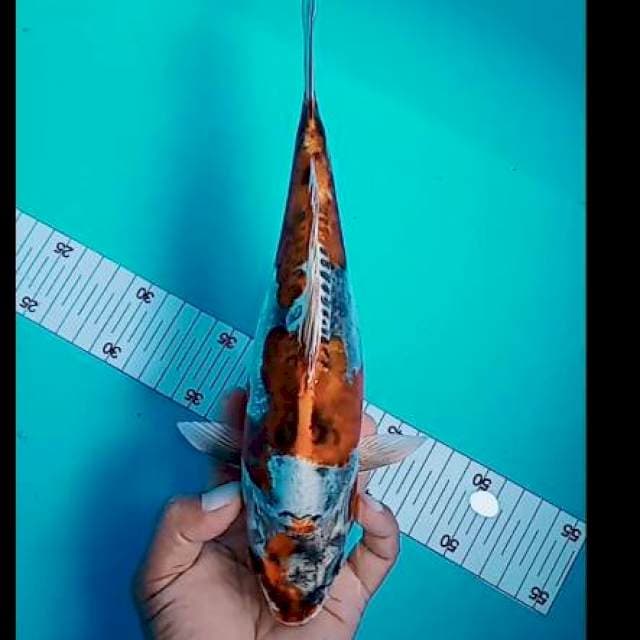 Kikuryu 29 cm