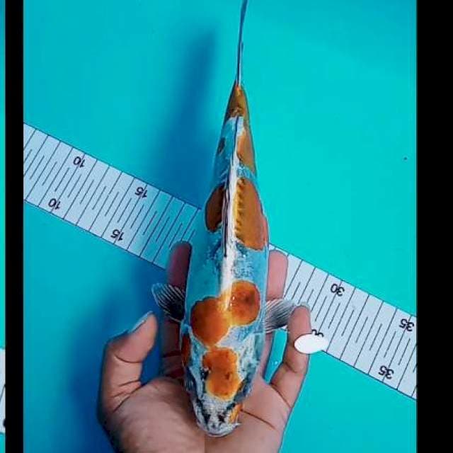 Maruten Kikuryu 26 cm