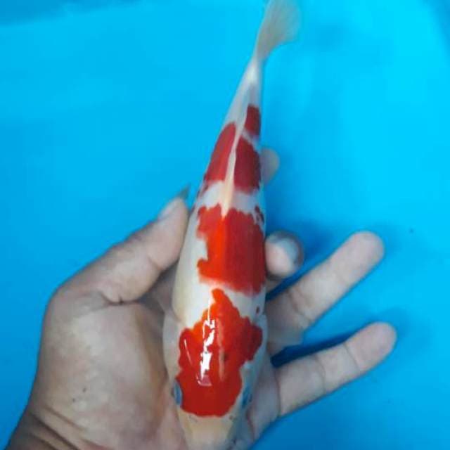 Kohaku original 3 step strong