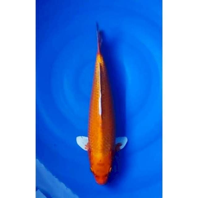 Orenji Ogon Jumbo 41cm (M)
