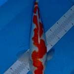 Kohaku inazuma 45 cm,, 