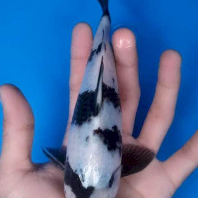 Siro SQ 20cm