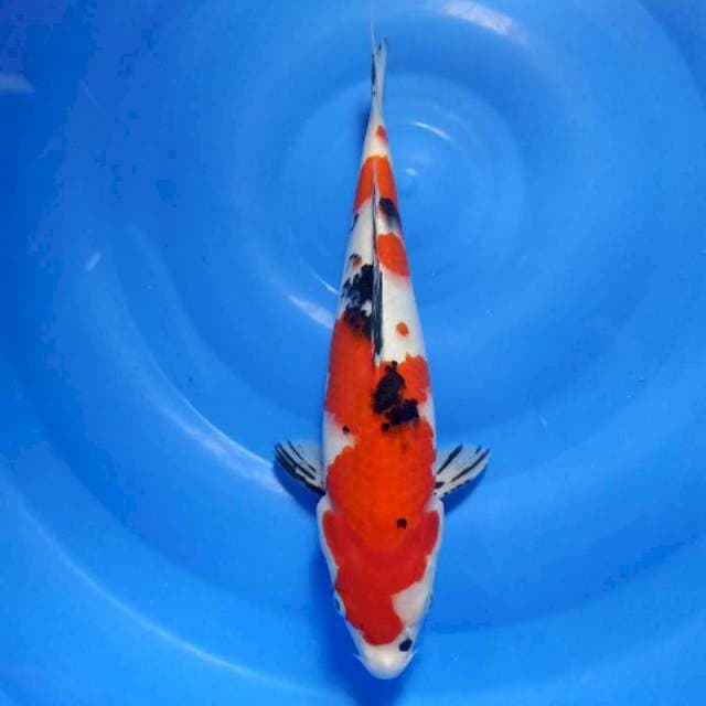 Sanke 32Cm