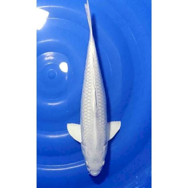 Platinum Ogon Jumbo 42cm (M) 