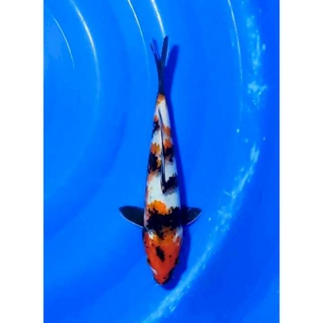Showa Sanshoku  Original Patern 27cm (F)