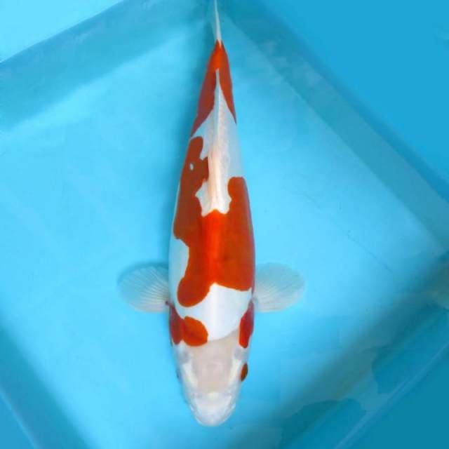 H. GOROMO DOITSU UNIQUE,-