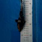 SQ Shiro Utsuri 15 cm