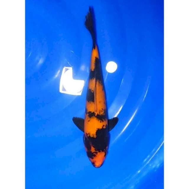Hi Utsuri Strong 28cm (F)