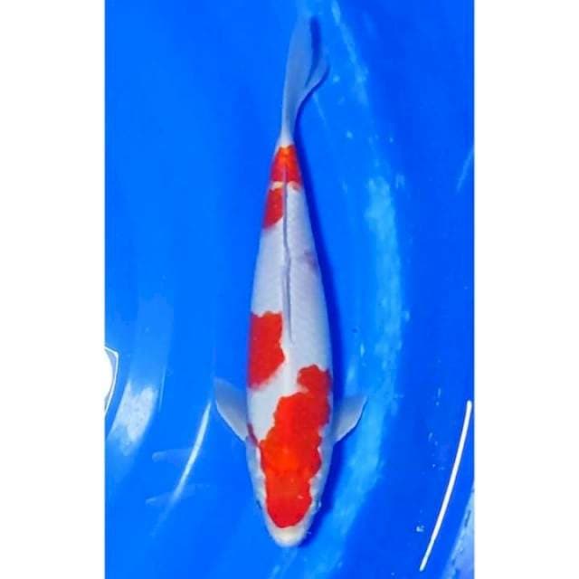 Kohaku Strong Original Patern 28cm (F)