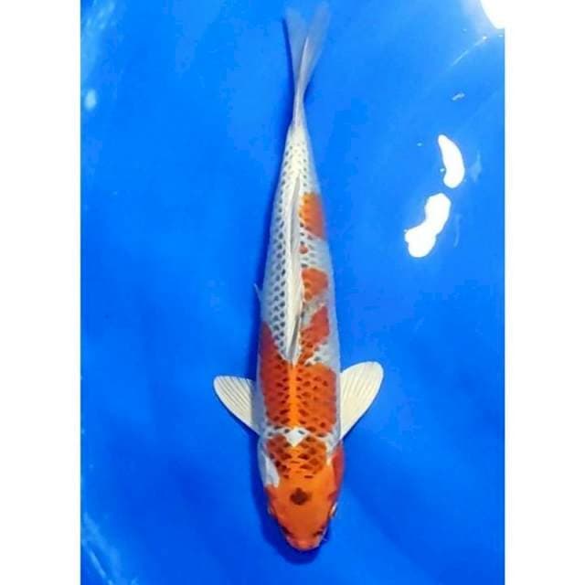 Kujaku Original Full Hikari 30cm (M)