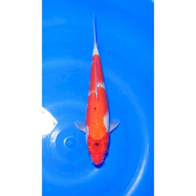 Sanke Original 29cm (F)