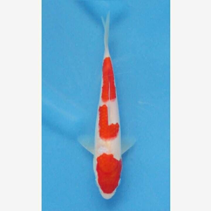 KOHAKU F1
