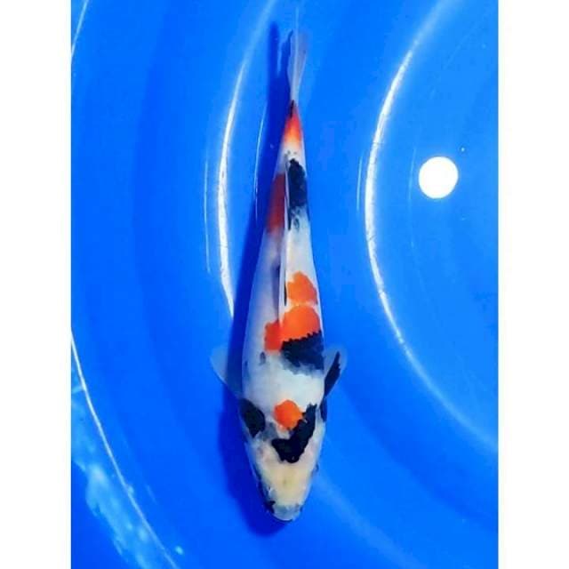 Kindai Showa Original 26cm (F)