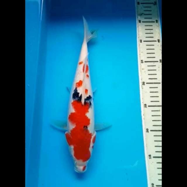 SANKE PUNUK 32 Cm
