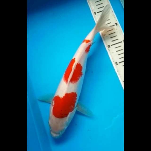 RED KOHAKU STEPS 3, 34 Cm