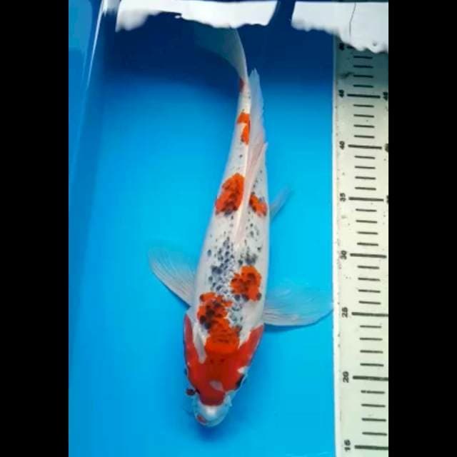 GOSHIKI KUMPAY 35 Cm