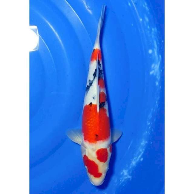 HQ Sanke Original Patern 35cm (F)