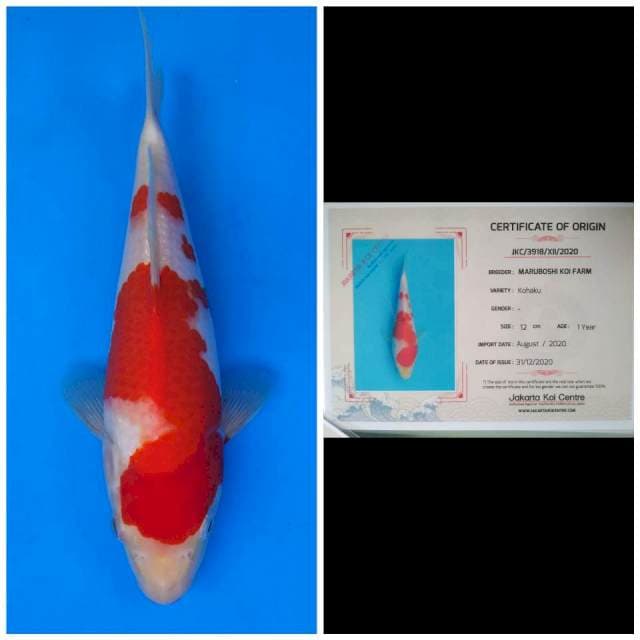 Maruboshi Kohaku