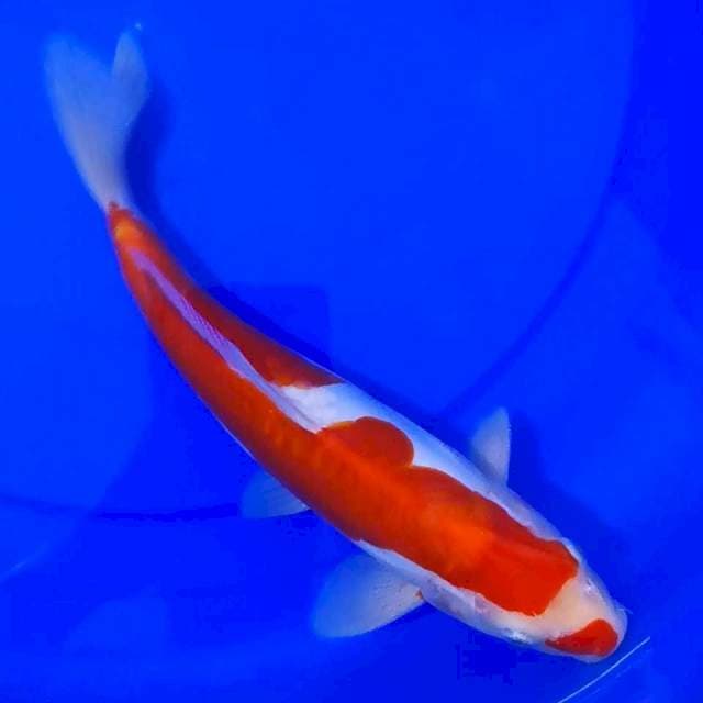 Kohaku Inazuma 36cm