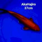 Aka Hajiro 37cm