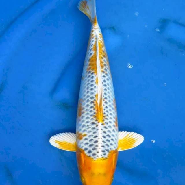 Kujaku 38cm