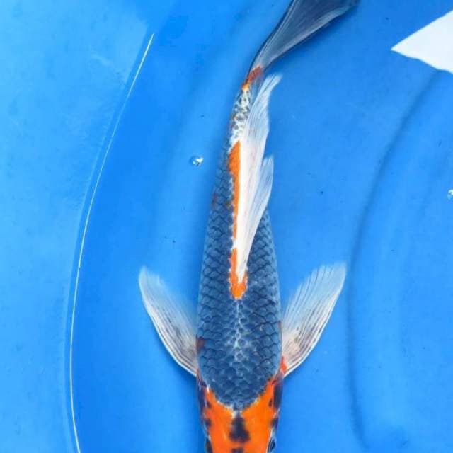 Kumpay goshiki 43cm