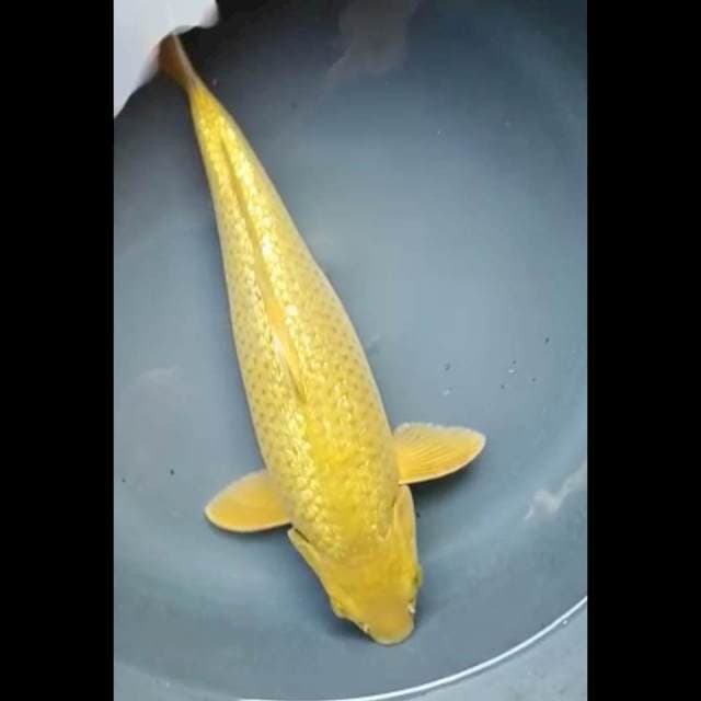 CHAGOI GINRIN SUPER PUNUK 35 Cm